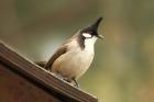 Red-whiskered Bulbul by Mick Dryden
