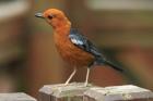 Orange-headed Thrush by Mick Dryden