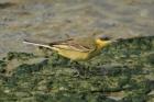 Yellow Wagtail by Mick Dryden