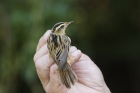 Aquatic Warbler by Mick Dryden