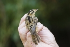 Aquatic Warbler by Mick Dryden