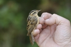 Aquatic Warbler by Mick Dryden