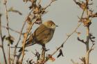 Blackcap by Mick Dryden Blackcap by Mick Dryden