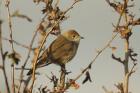 Blackcap by Mick Dryden