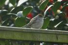 Blackcap by Andrew Koester Blackcap by Andrew Koester