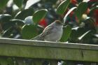 Blackcap by Andrew Koester