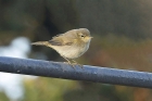 Chiffchaff by Mick Dryden