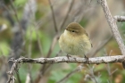 Chiffchaff by Mick Dryden