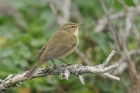 Chiffchaff by Mick Dryden