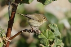 Chiffchaff by Mick Dryden Chiffchaff by Mick Dryden