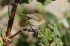 Chiffchaff by Mick Dryden