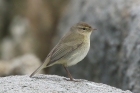 Chiffchaff by Mick Dryden Chiffchaff by Mick Dryden