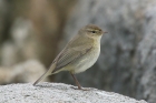 Chiffchaff by Mick Dryden