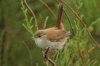 Cetti's Warbler by Mick Dryden