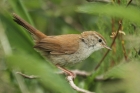 Cetti's Warbler by Mick Dryden