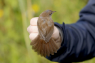 Cetti's Warbler by Mick Dryden