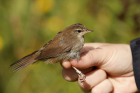 Cetti's Warbler by Mick Dryden