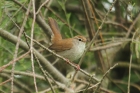 Cetti's Warbler by Mick Dryden