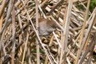 Cetti's Warbler by Trevor Biddle Cetti's Warbler by Trevor Biddle