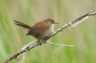 Cettis Warbler by Mick Dryden