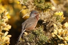 Dartford Warbler by Mick Dryden
