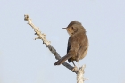 Dartford Warbler by Mick Dryden Dartford Warbler by Mick Dryden