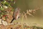 Dartford Warbler by Mick Dryden