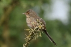 Dartford Warbler by Mick Dryden Dartford Warbler by Mick Dryden