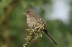 Dartford Warbler by Mick Dryden