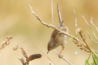 Dartford Warbler by Mick Dryden Dartford Warbler by Mick Dryden