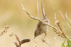 Dartford Warbler by Mick Dryden