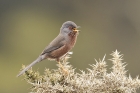 Dartford Warbler by Mick Dryden