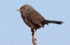 Dartford Warbler by Andy Stoaling