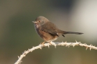 Dartford Warbler by Mick Dryden Dartford Warbler by Mick Dryden