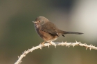 Dartford Warbler by Mick Dryden