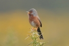 Dartford Warbler by Mick Dryden