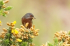 Dartford Warbler by Mick Dryden