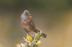 Dartford Warbler by Mick Dryden