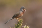 Dartford Warbler by Mick Dryden