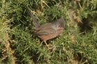 Dartford Warbler by Mick Dryden