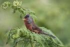 Dartford Warbler by Mick Dryden