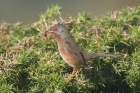Dartford Warbler by Mick Dryden