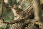 Grasshopper Warbler by Mick Dryden