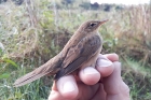 Grasshopper Warbler by David Buxton