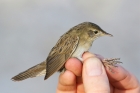 Grasshopper Warbler by Mick Dryden