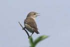 Garden Warbler by Mick Dryden