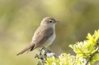 Garden Warbler by Mick Dryden