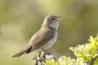 Garden Warbler by Mick Dryden