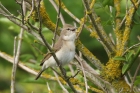 Garden Warbler by Mick Dryden Garden Warbler by Mick Dryden