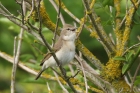 Garden Warbler by Mick Dryden